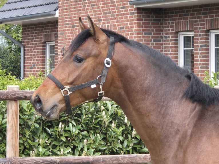 Westfale Hengst 2 Jahre 170 cm Brauner in Gronau (Westfalen)