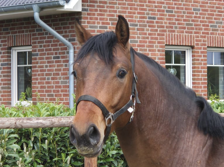 Westfale Hengst 2 Jahre 170 cm Brauner in Gronau (Westfalen)