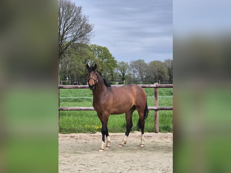 Westfale Hengst 2 Jahre 170 cm Brauner in Gronau (Westfalen)