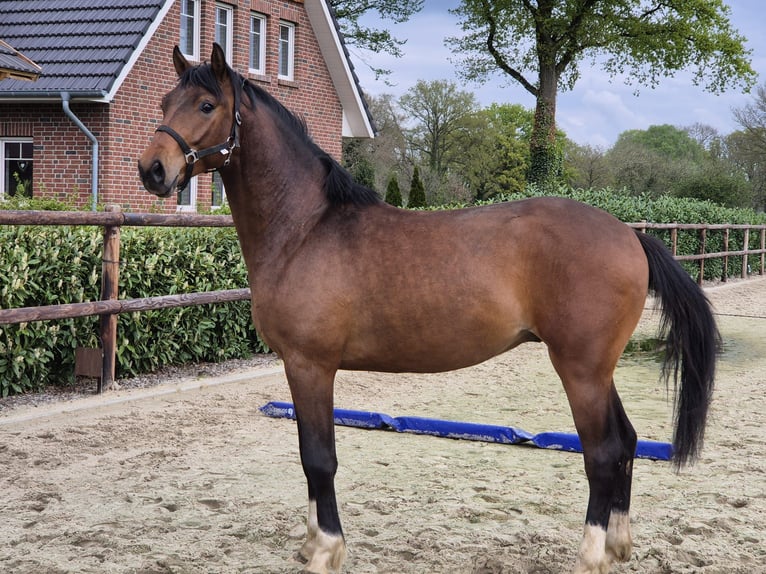 Westfale Hengst 2 Jahre 170 cm Brauner in Gronau (Westfalen)
