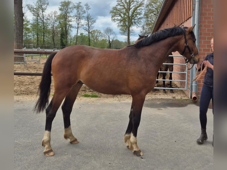 Westfale Hengst 2 Jahre 170 cm Brauner in Gronau (Westfalen)