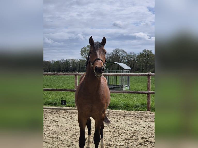Westfale Hengst 2 Jahre 170 cm Brauner in Gronau (Westfalen)