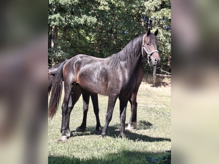 Westfale Hengst 2 Jahre 170 cm Dunkelbrauner in Wenden