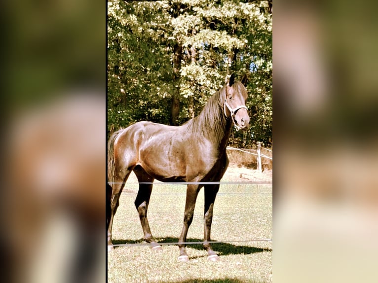 Westfale Hengst 2 Jahre 170 cm Dunkelbrauner in Wenden