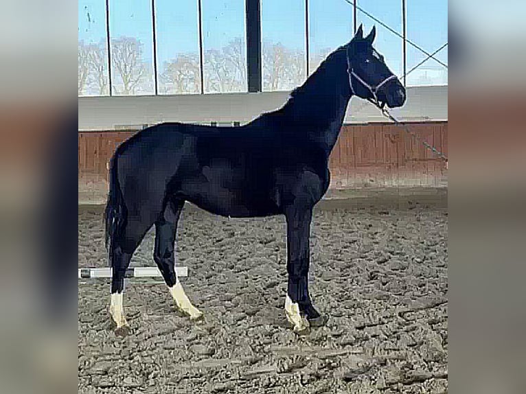 Westfale Hengst 2 Jahre 170 cm Rappe in Telgte