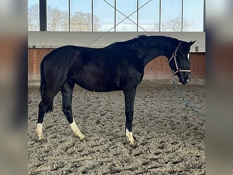 Westfale Hengst 2 Jahre 170 cm Rappe in Telgte