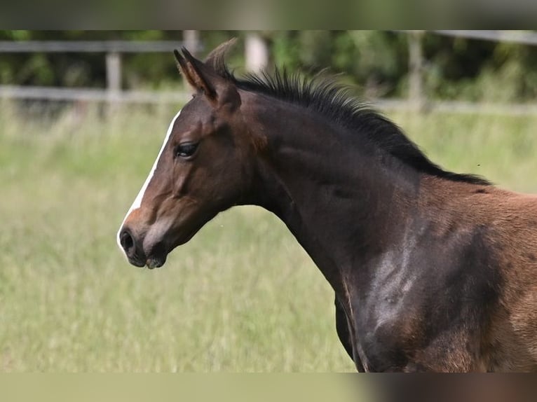 Westfale Hengst 2 Jahre 170 cm Schwarzbrauner in Reichenwalde