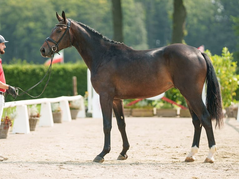 Westfale Hengst 2 Jahre 170 cm Schwarzbrauner in Münster