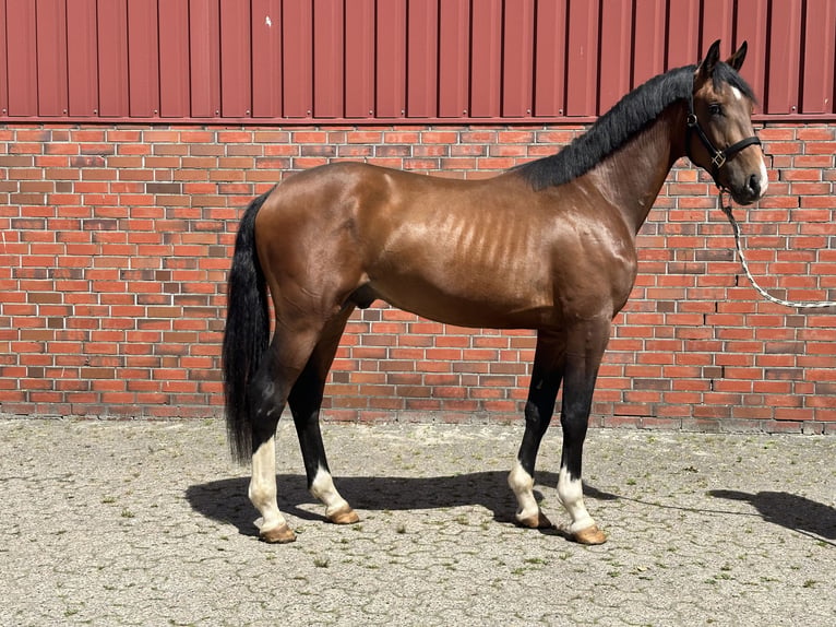 Westfale Hengst 2 Jahre 173 cm Brauner in Garrel