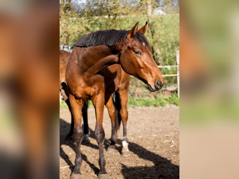 Westfale Hengst 2 Jahre 174 cm Brauner in Bad Griesbach im Rottal