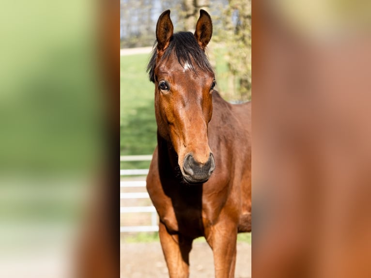 Westfale Hengst 2 Jahre 174 cm  in Deggendorf
