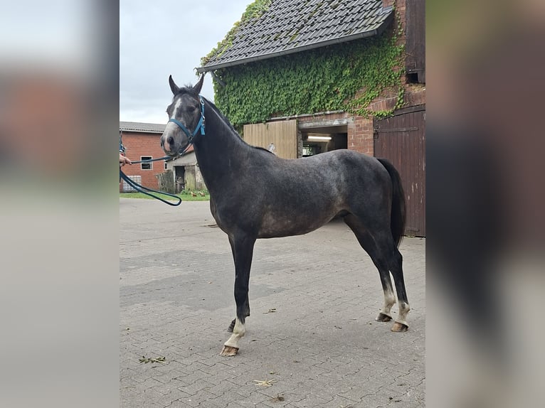 Westfale Hengst 2 Jahre Apfelschimmel in Tecklenburg