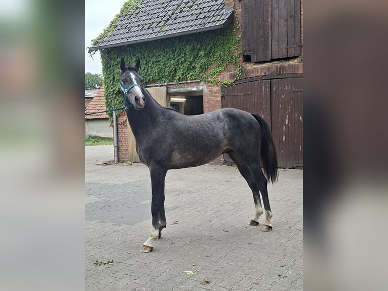 Westfale Hengst 2 Jahre Apfelschimmel in Tecklenburg