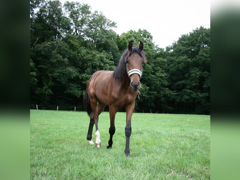 Westfale Hengst 2 Jahre Brauner in Nottuln