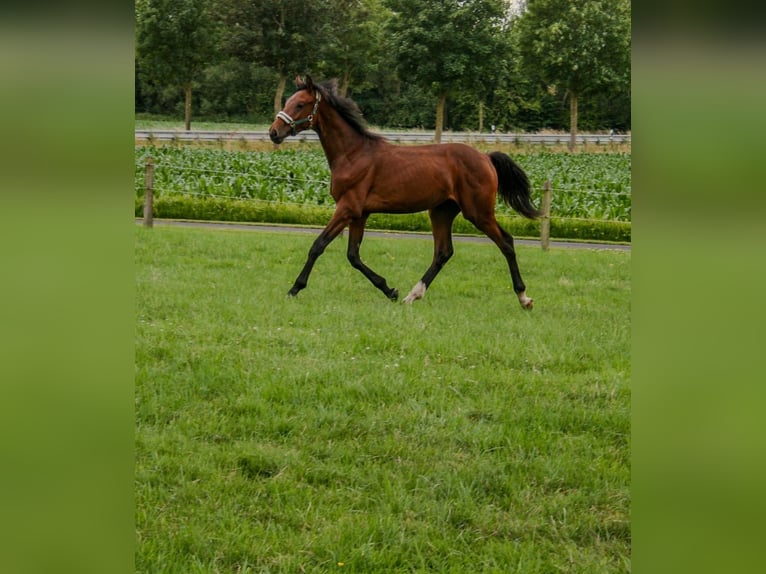 Westfale Hengst 2 Jahre Brauner in Nottuln