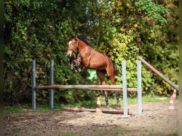 Westfale Hengst 2 Jahre Brauner in Oberhausen