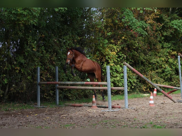 Westfale Hengst 2 Jahre Brauner in Oberhausen