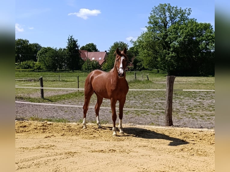 Westfale Hengst 2 Jahre in Nottuln