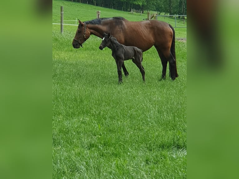 Westfale Hengst 2 Jahre Dunkelbrauner in Wenden