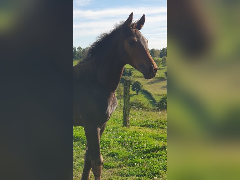 Westfale Hengst 2 Jahre Dunkelbrauner in Wenden