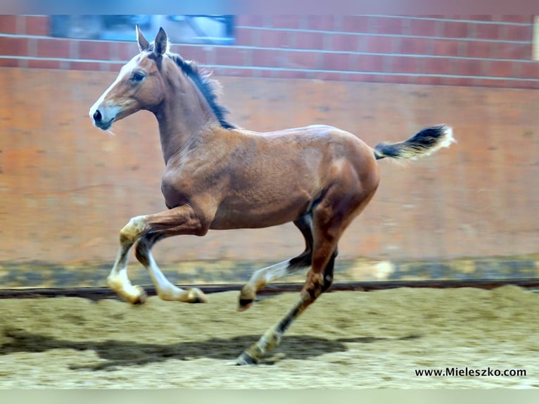 Westfale Hengst 2 Jahre in Paderborn