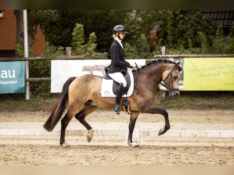 Westfale Hengst 3 Jahre 148 cm Buckskin in Ratingen