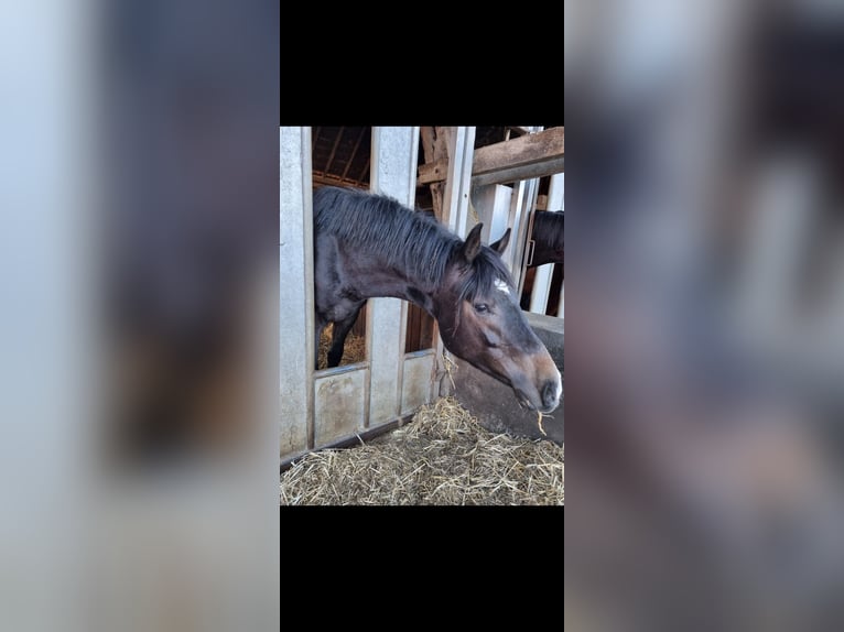 Westfale Hengst 3 Jahre 158 cm Kann Schimmel werden in Gescher