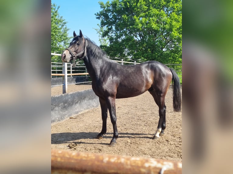 Westfale Hengst 3 Jahre 158 cm Kann Schimmel werden in Gescher