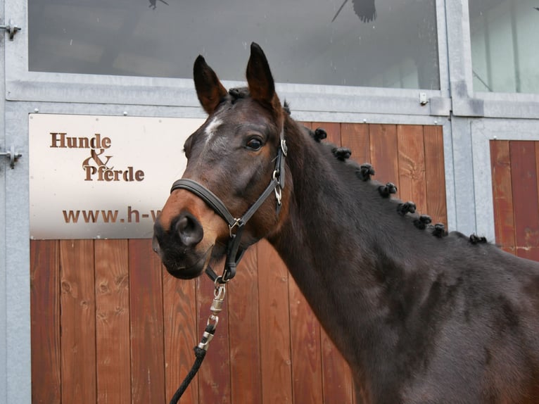 Westfale Hengst 3 Jahre 163 cm Brauner in Dorsten