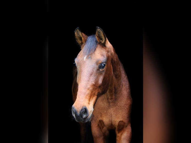 Westfale Hengst 3 Jahre 164 cm Brauner in Wesel
