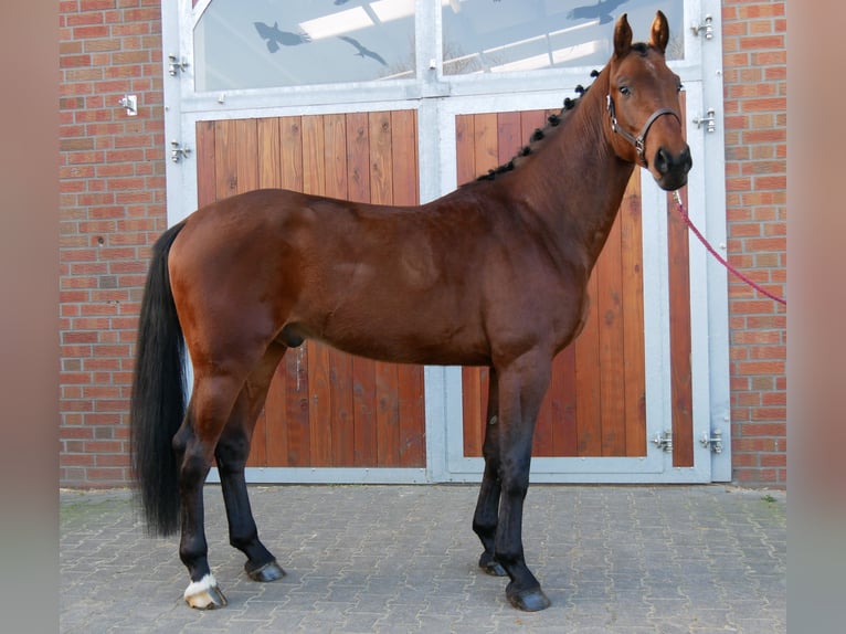 Westfale Hengst 3 Jahre 164 cm in Dorsten