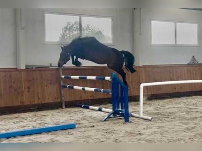 Westfale Hengst 3 Jahre 164 cm Rotbrauner in Bladel