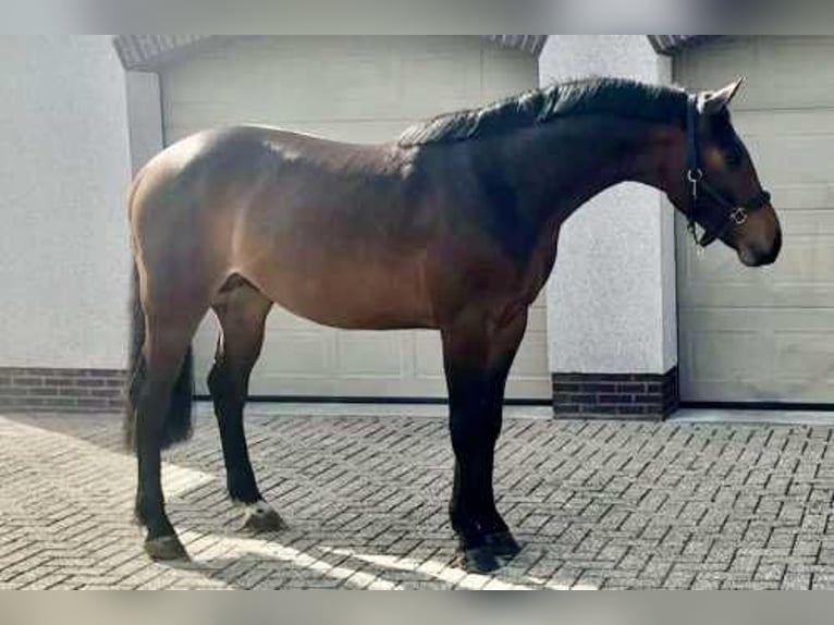 Westfale Hengst 3 Jahre 164 cm Rotbrauner in Bladel