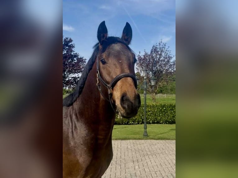 Westfale Hengst 3 Jahre 164 cm Rotbrauner in Bladel