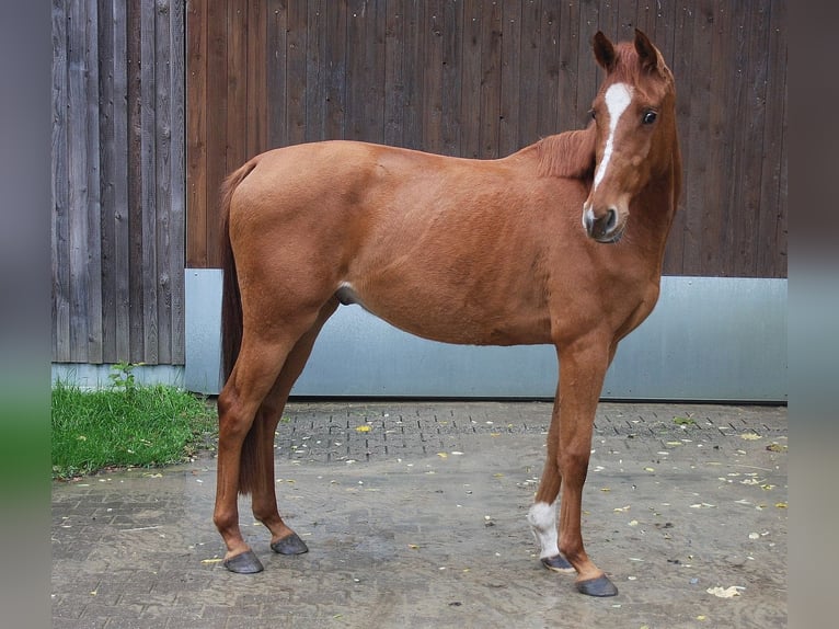 Westfale Hengst 3 Jahre 166 cm Fuchs in Wesel