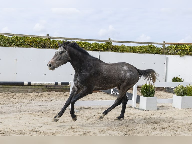 Westfale Hengst 3 Jahre 166 cm Schimmel in Waddinxveen