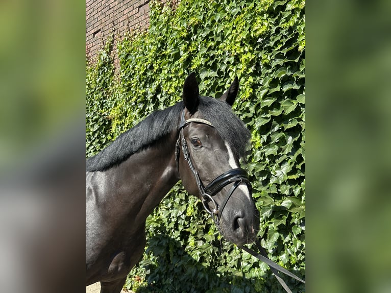 Westfale Hengst 3 Jahre 167 cm Rappe in Rees