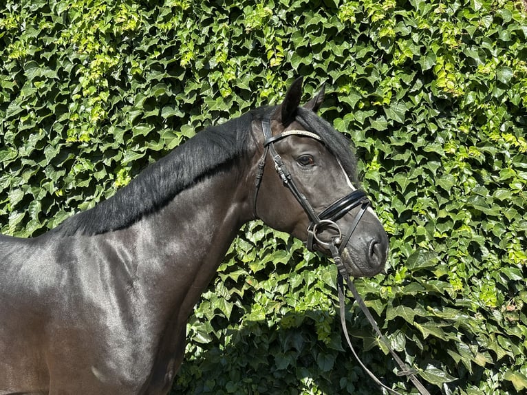 Westfale Hengst 3 Jahre 167 cm Rappe in Rees