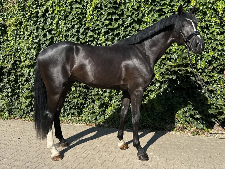 Westfale Hengst 3 Jahre 167 cm Rappe in Rees