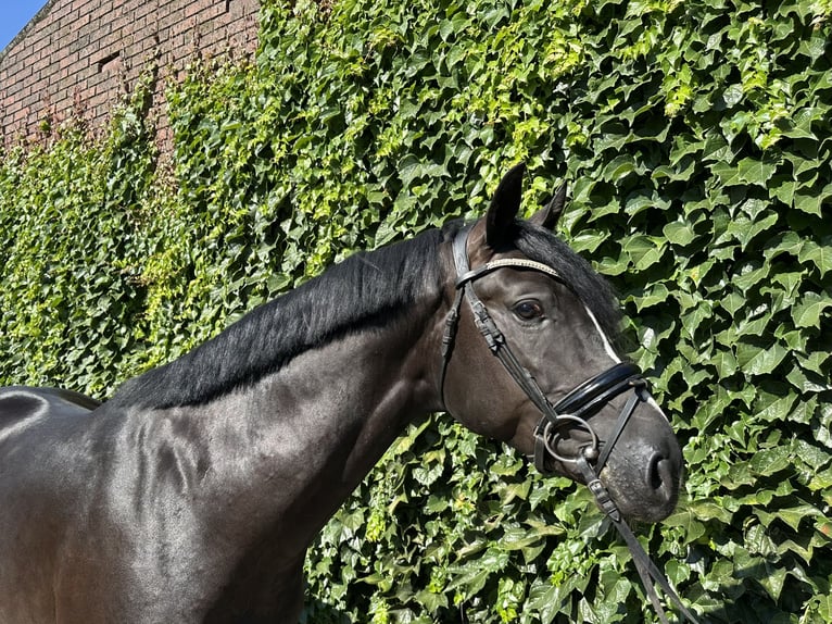 Westfale Hengst 3 Jahre 167 cm Rappe in Rees