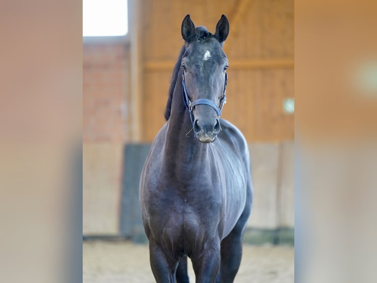 Westfale Hengst 3 Jahre 168 cm Rappe in Paderborn