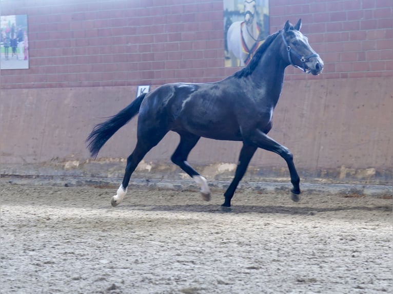 Westfale Hengst 3 Jahre 168 cm Rappe in Paderborn