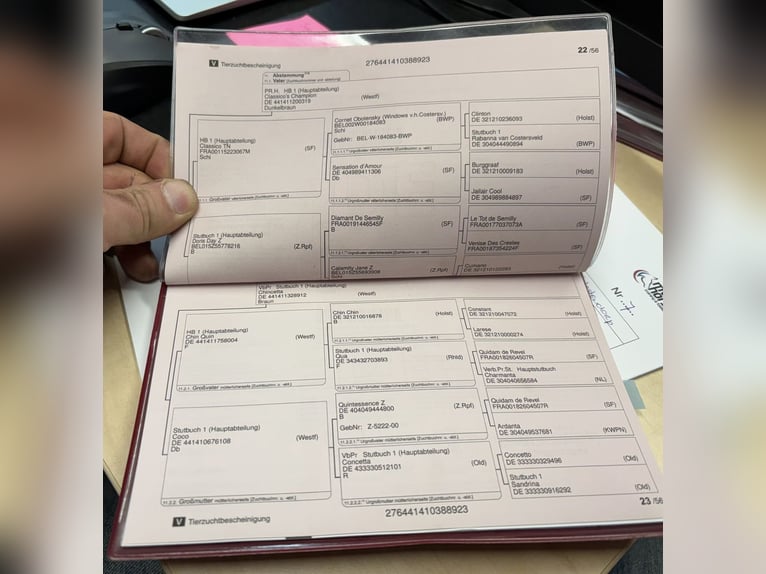 Westfale Hengst 3 Jahre 169 cm Brauner in Szarvas