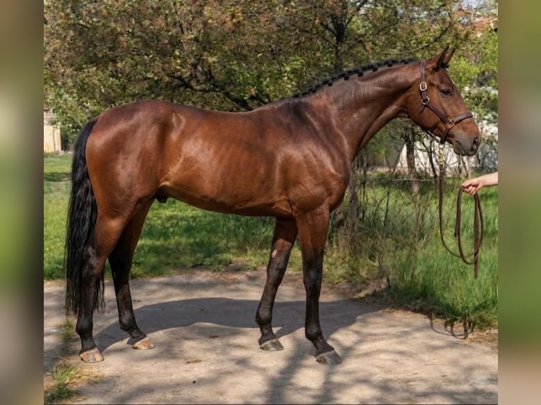 Westfale Hengst 3 Jahre 169 cm Brauner in Szarvas