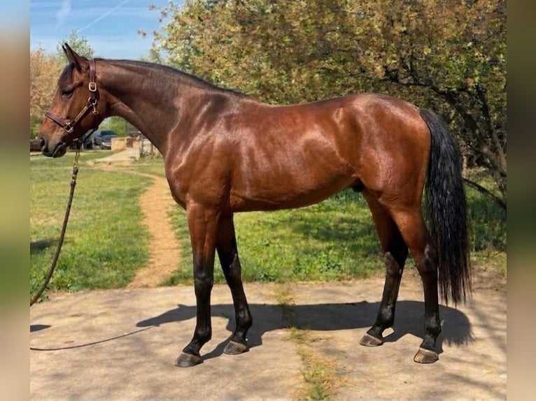 Westfale Hengst 3 Jahre 169 cm Brauner in Szarvas