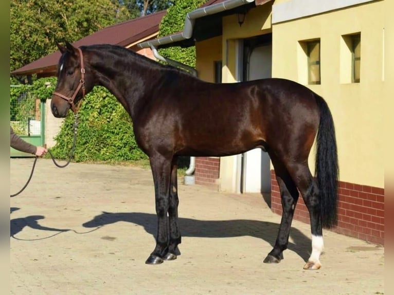 Westfale Hengst 3 Jahre 169 cm Dunkelbrauner in Murska Soboda