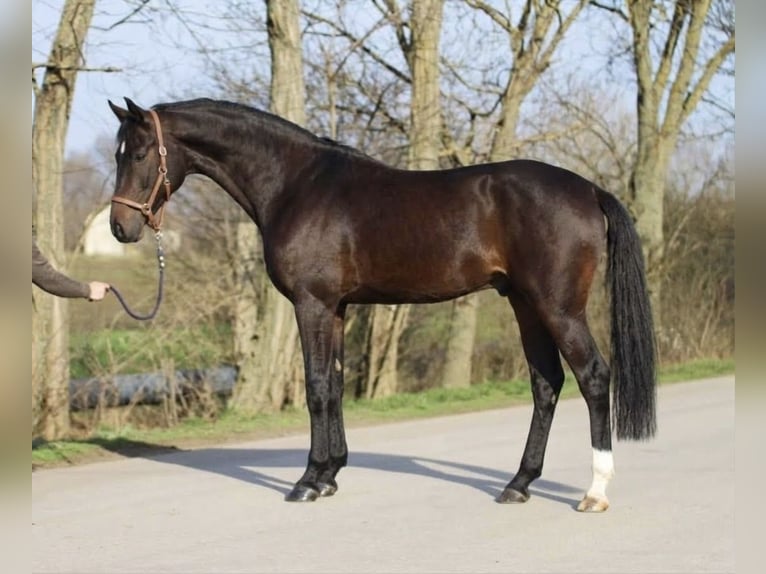 Westfale Hengst 3 Jahre 169 cm Dunkelbrauner in Murska Soboda