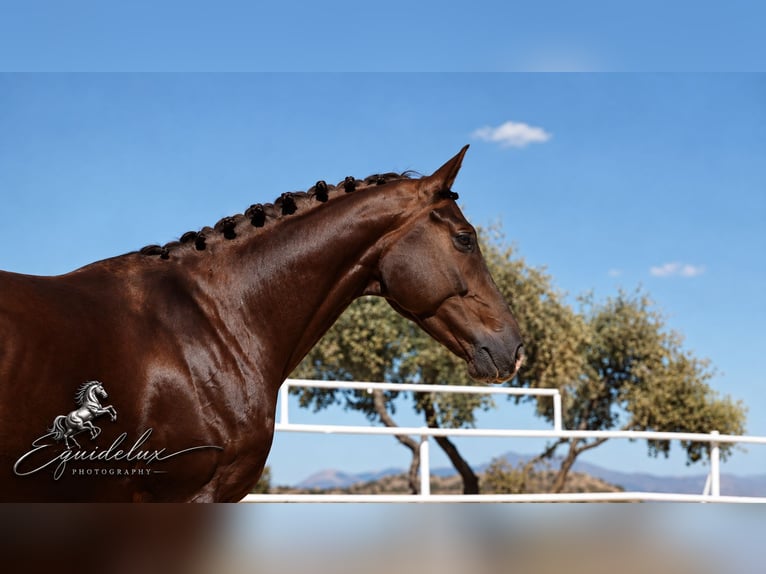 Westfale Hengst 3 Jahre 170 cm Dunkelfuchs in Madrid