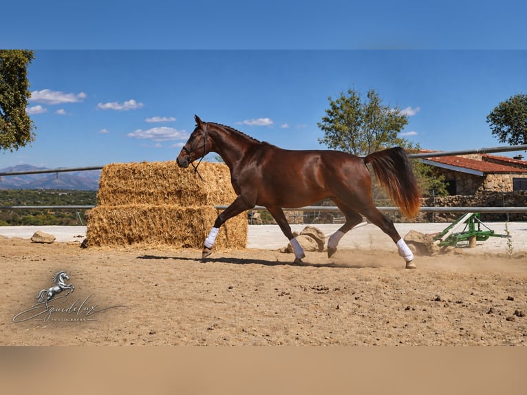 Westfale Hengst 3 Jahre 170 cm Dunkelfuchs in Madrid