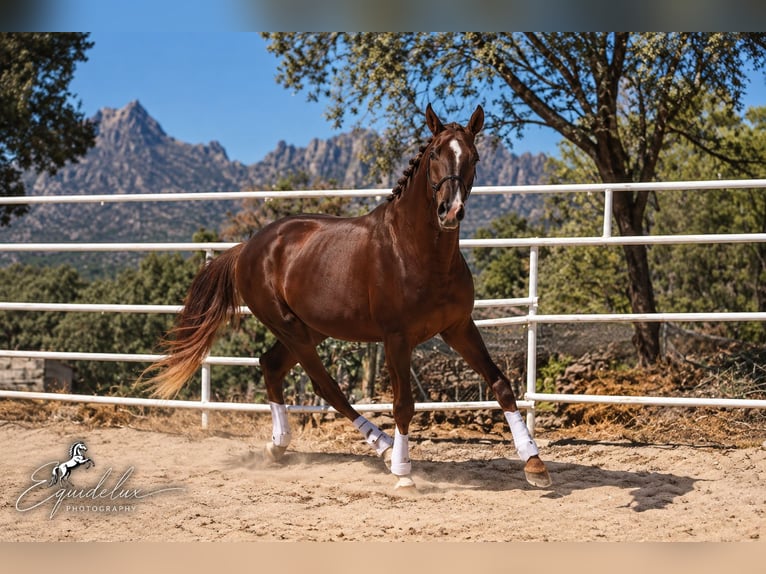 Westfale Hengst 3 Jahre 170 cm Dunkelfuchs in Madrid